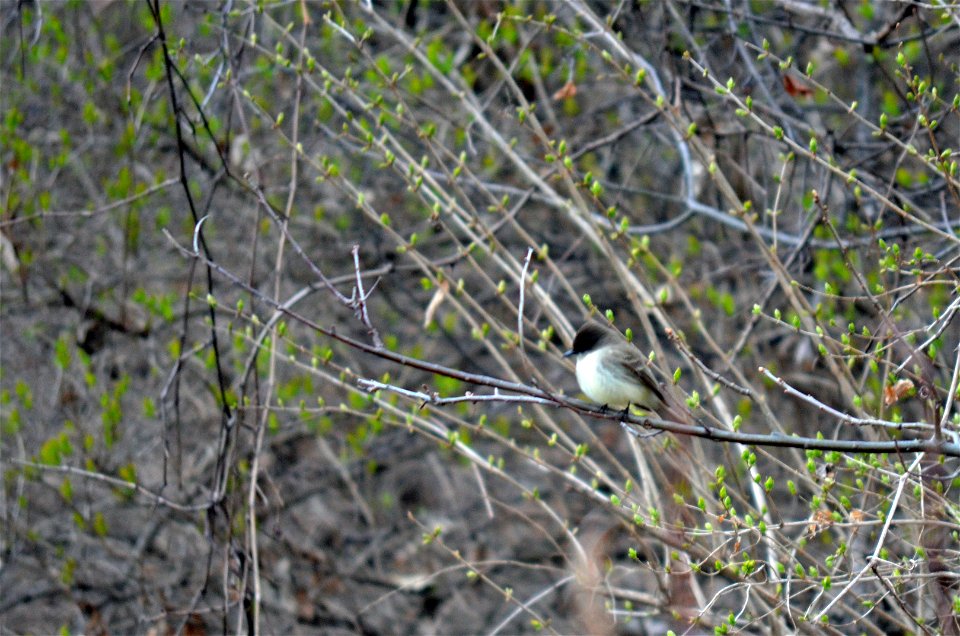 Eastern Kingbird photo