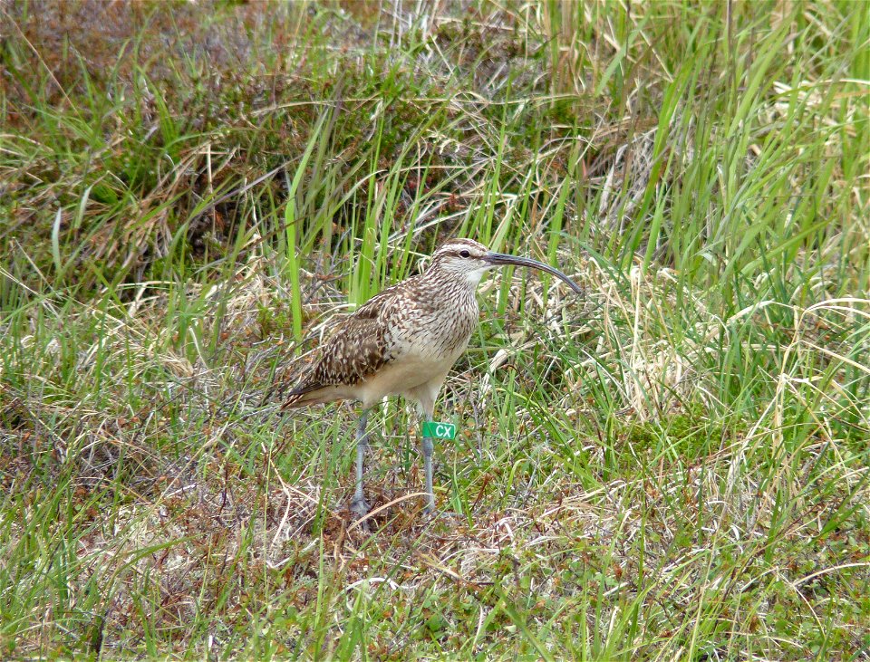 Bristle-thighed Curlew