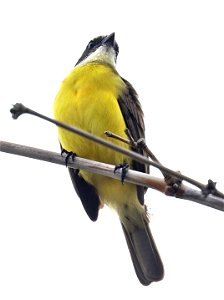 597 - SOCIAL FLYCATCHER (11-23-2022) UT-LRG campus, cameron co, tx -15