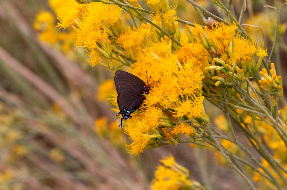Great Purple Hairstreak (Atlides halesus)