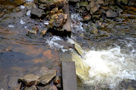 Climbing Chinook Salmon photo