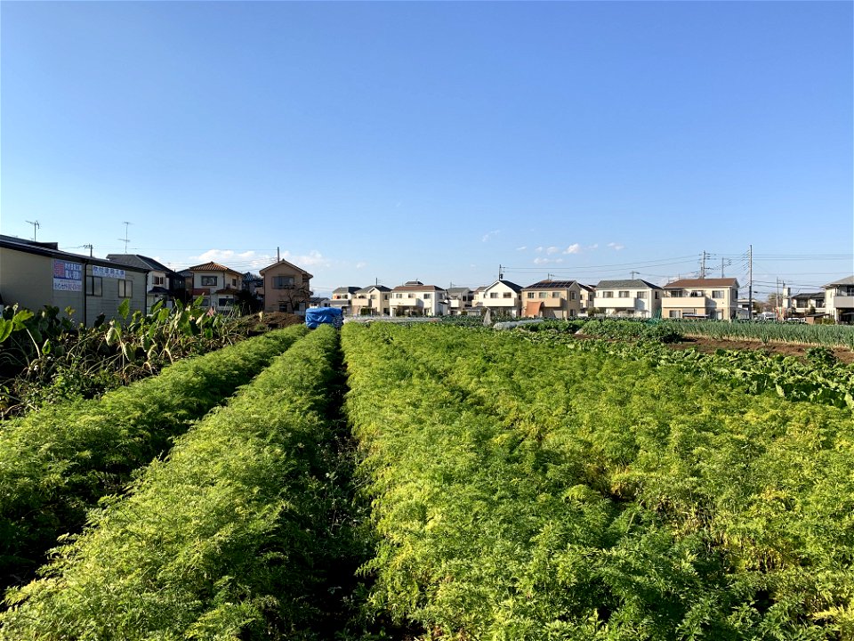 Chuocho, Higashikurume-shi in November