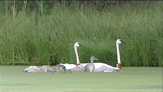 Trumpeter Swans with Cygnets photo
