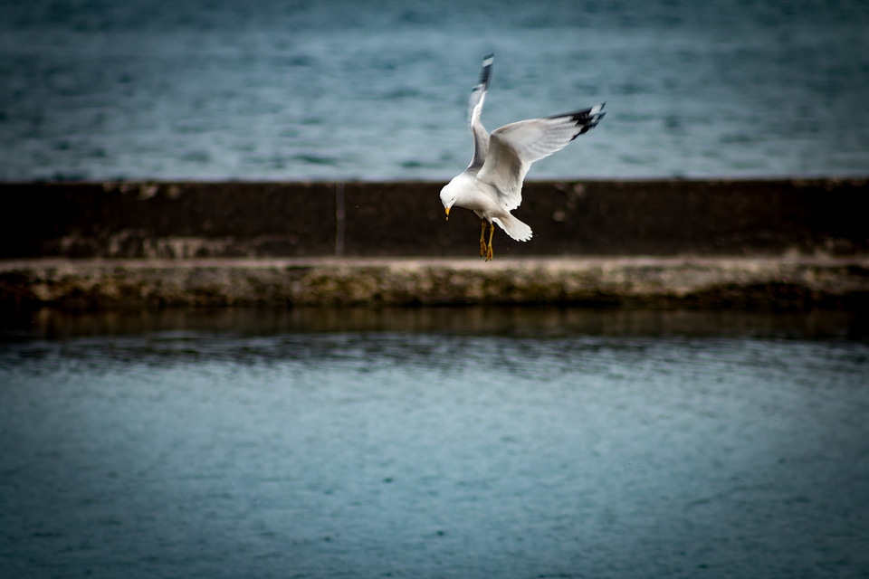 Flying seagulls photo