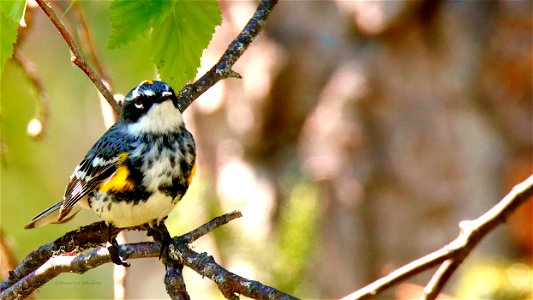Yellow Rumped Warbler