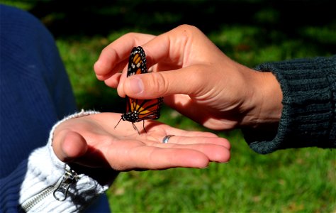 Handling a monarch photo