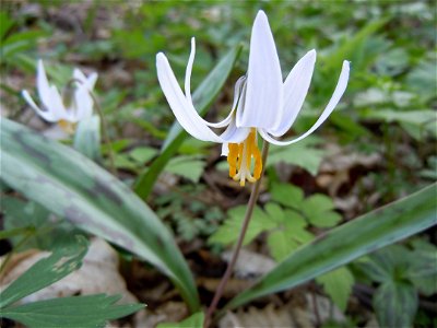 White Trout Lily