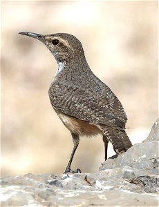 690 - ROCK WREN (03-08-2023) fillmore cyn, dripping springs nat area, dona ana co, nm -03