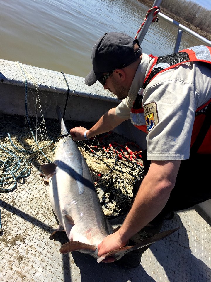 Paddlefish photo