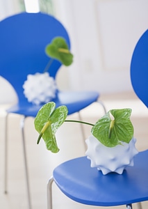 Green Anthurium on blue chair photo