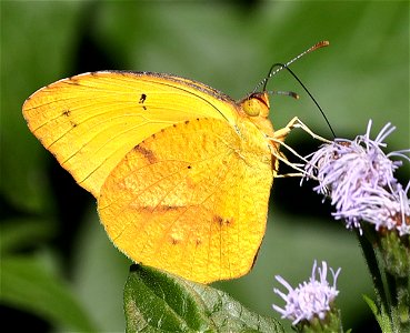 ORANGE, SLEEPY (Eurema nicippe) (01-05-2022) the butterfly center, mission, hidalgo co, tx -01