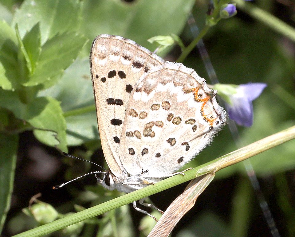 COPPER, EDITH'S (Lycaena editha) (09-02-2022) 4500 ft, grizzly campground, howard prairie lake co park, jackson co, or -02b