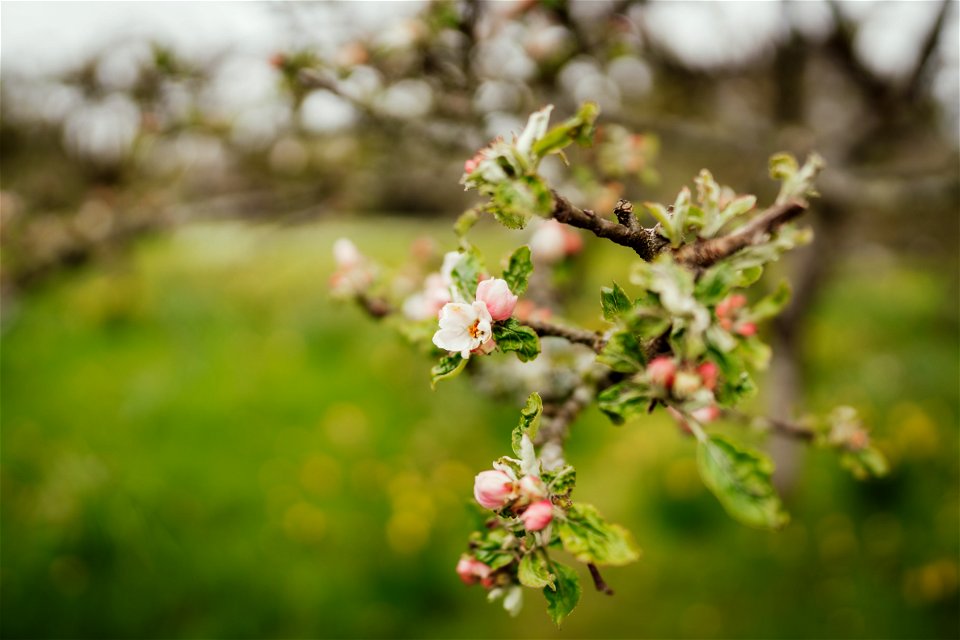 Blossom photo