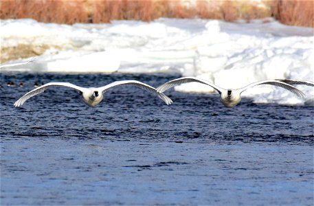 Trumpeter swan at Seedskadee National Wildlife Refuge