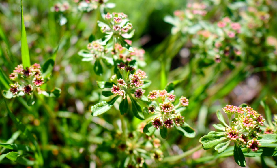 Sulfur Buckwheat on the National Elk Refuge