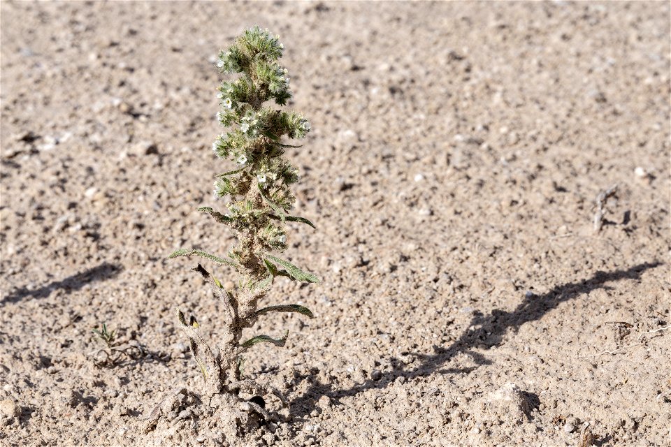 Oreocarya celosioides