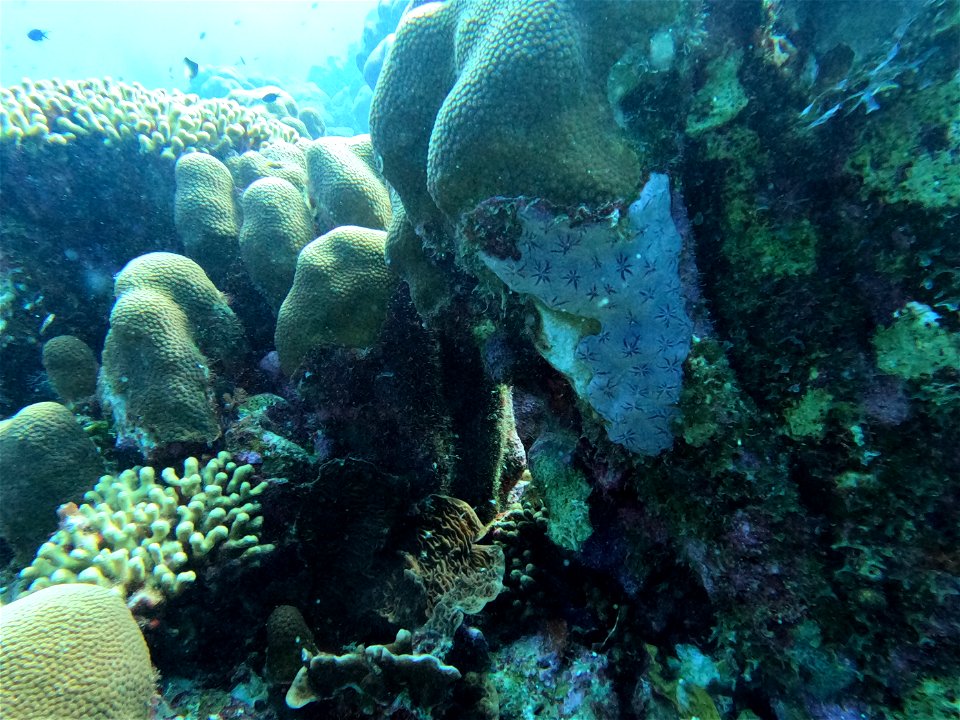Coral Pattern Bonaire