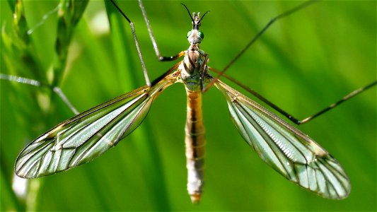 Tipula vernalis (Frühlingsschnake) - Weibchen