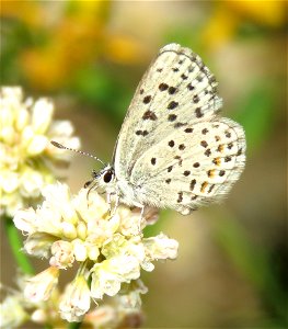 BLUE, PACIFIC DOTTED (Euphilotes enoptes) (7-14-2021) 5000 ft, jawbone-bear basin jct, smith river nat rec area, del norte co, ca -01