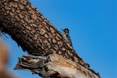 Ladderback Woodpecker