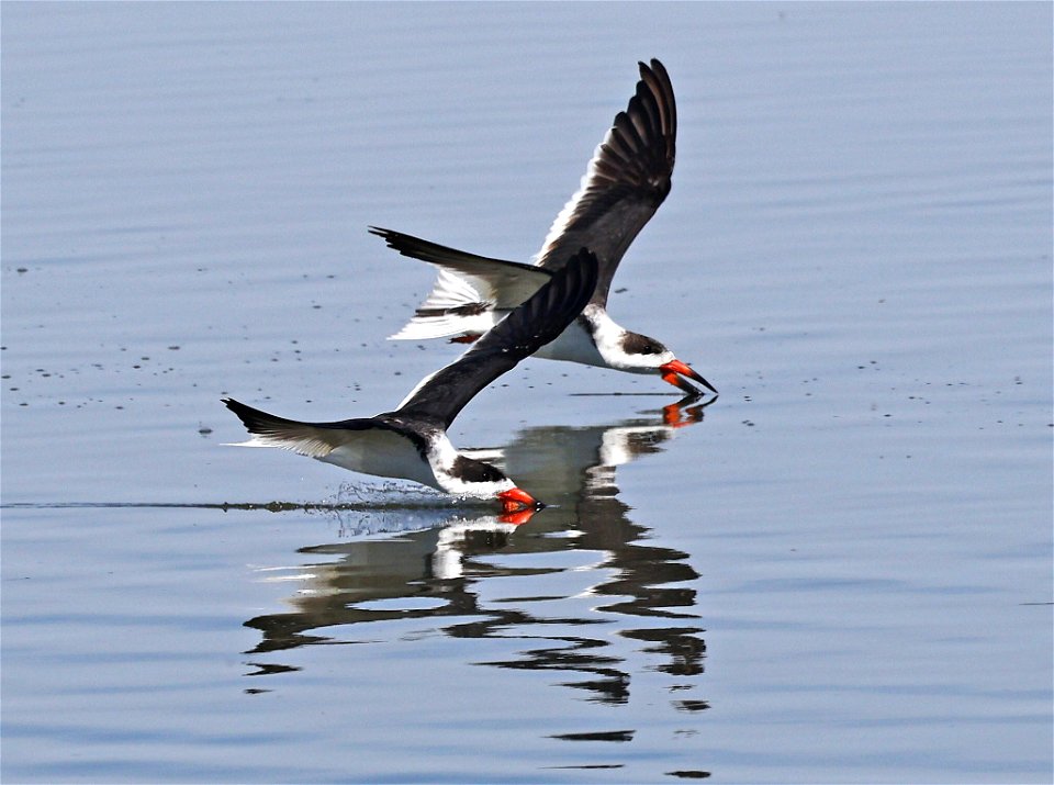 393 - BLACK SKIMMER  (02-12-2023) birding center, south padre island, cameron co, tx -05