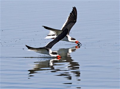 393 - BLACK SKIMMER  (02-12-2023) birding center, south padre island, cameron co, tx -05