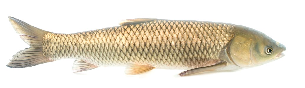 Grass Carp (Ctenopharyngodon idella) photo