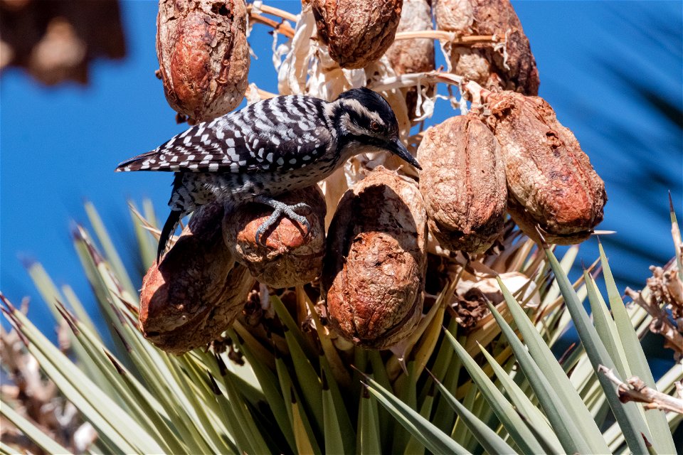 Ladder-backed Woodpecker (Dryobates scalaris)
