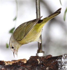 808 - ORANGE-CROWNED WARBLER (11-24-2022) americana rv park, palmview, tx -10