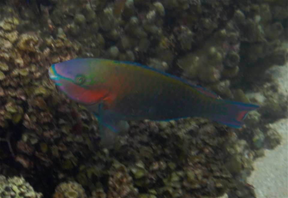 Scarus psittacus 1