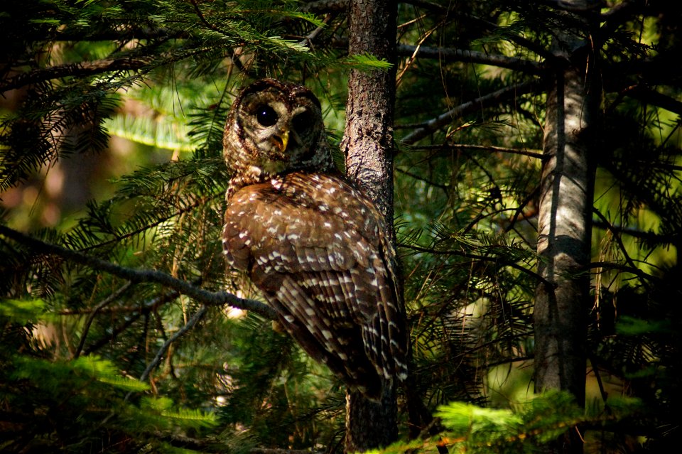 California spotted owl, 2018