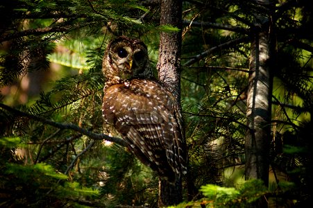 California spotted owl, 2018