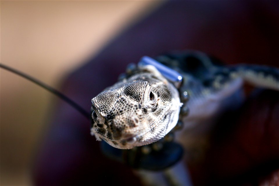 Blunt-nosed Leopard Lizard release at Panoche Plateau