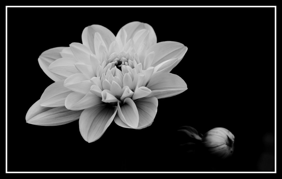 Yellow dahlia and satellite