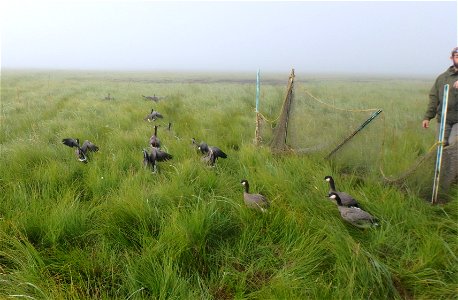 Banding Cackling Geese photo