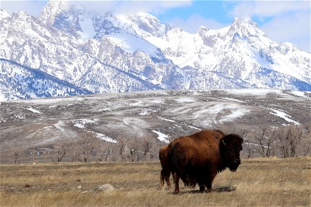 Bison