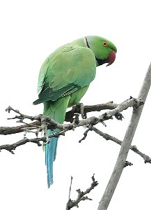 561.5 - ROSE-RINGED PARAKEET (03-18-2023) beale park, bakersfield, kern co, ca -03