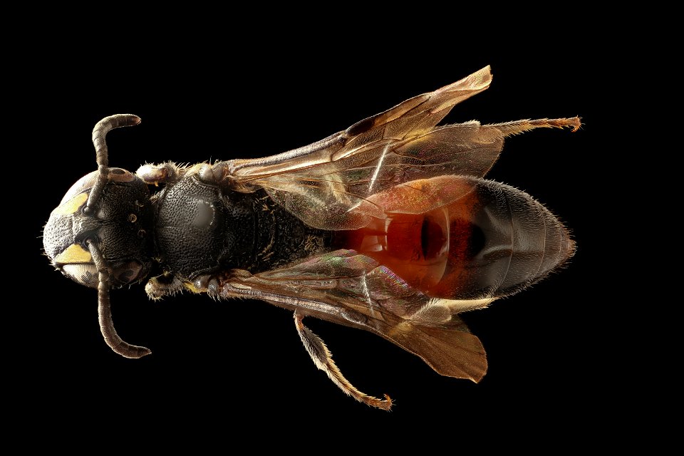 Hylaeus nelumbonis, f, back, Minnesota_2018-07-17-16.17.12 ZS PMax UDR
