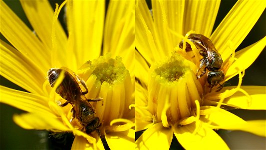 Diese winzige Furchenbiene aus der Lasioglossum morio-Gruppe durchstöbert eine Anemonenblüte