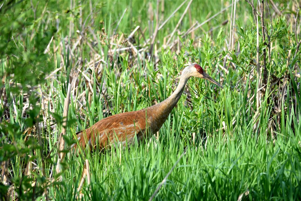 Sandhill crane