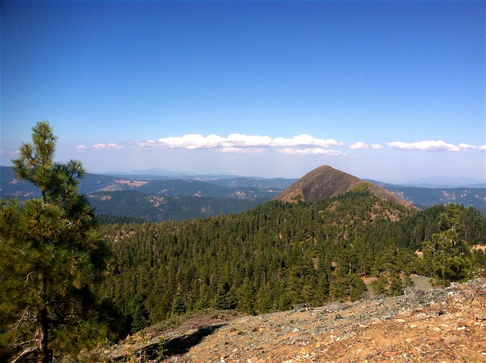 Lassics lupine habitat in Six Rivers National Forest
