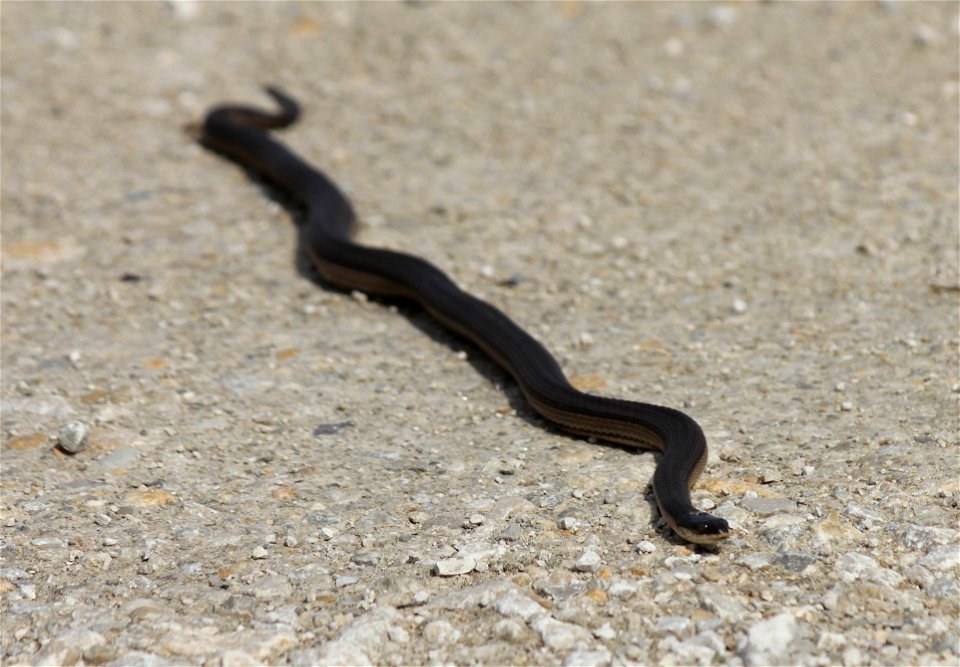 Graham's crayfish snake