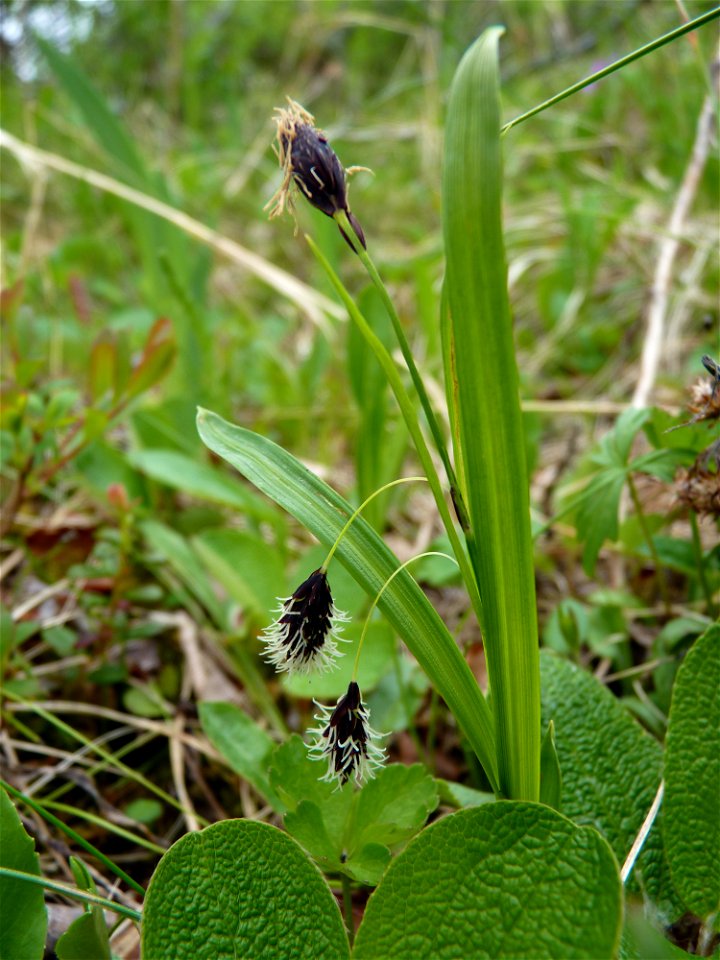 Carex_6-27-10_