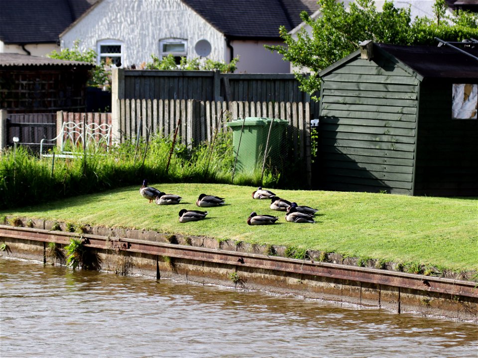 Let Sleeping Ducks Lie