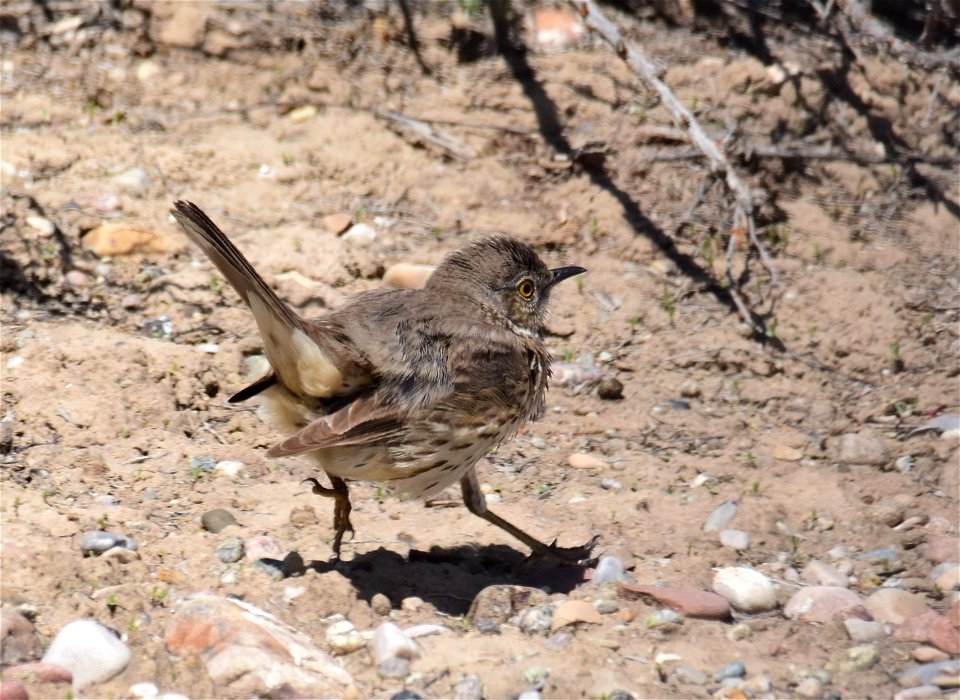 Sage thrasher at Seedskadee National Wildlife Refuge