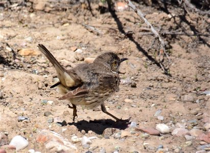 Sage thrasher at Seedskadee National Wildlife Refuge