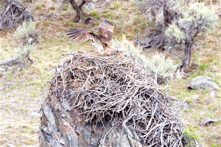 Osprey atop its nest along the Yellowstone River