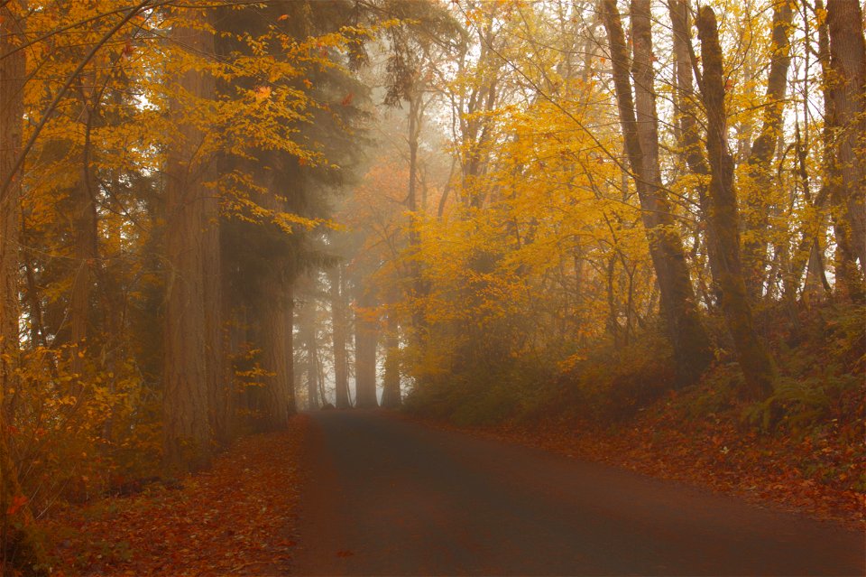 Last of the yellow leaves along the road, in Oregon photo