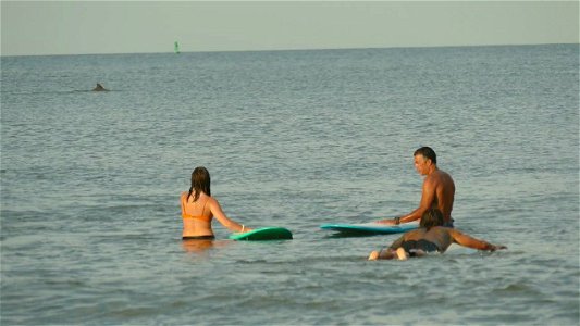 KATIE TERL DOLPHINS DAVIS HARRISP1800609
