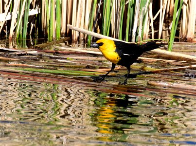 Yellow headed blackbird at Seedskadee National Wildlife Refuge